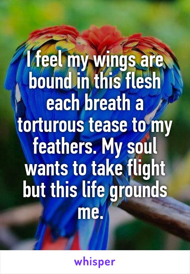 I feel my wings are bound in this flesh each breath a torturous tease to my feathers. My soul wants to take flight but this life grounds me.  