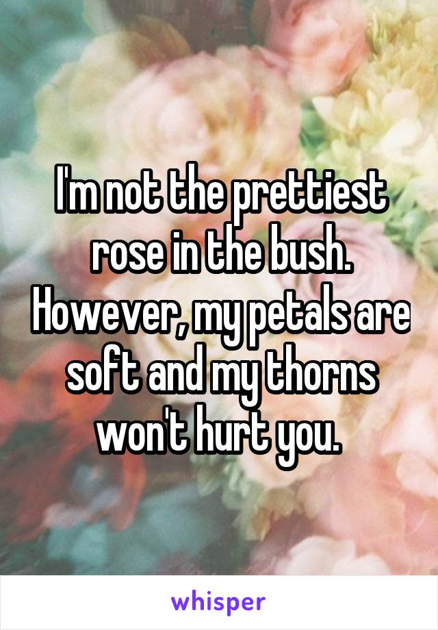 I'm not the prettiest rose in the bush. However, my petals are soft and my thorns won't hurt you. 