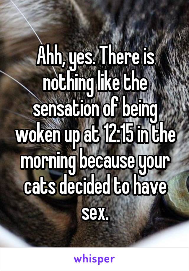 Ahh, yes. There is nothing like the sensation of being woken up at 12:15 in the morning because your cats decided to have sex.
