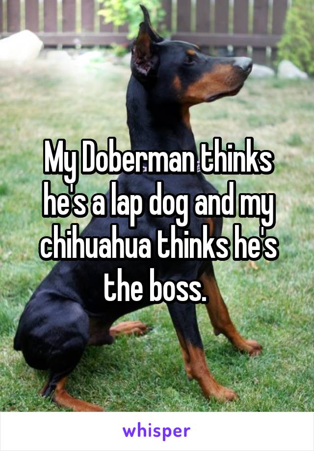 My Doberman thinks he's a lap dog and my chihuahua thinks he's the boss. 