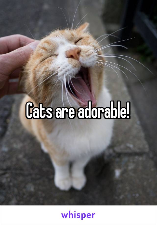 Cats are adorable! 