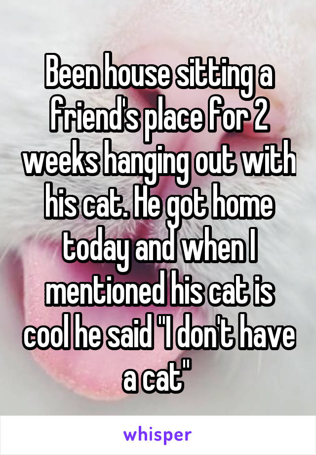 Been house sitting a friend's place for 2 weeks hanging out with his cat. He got home today and when I mentioned his cat is cool he said "I don't have a cat" 