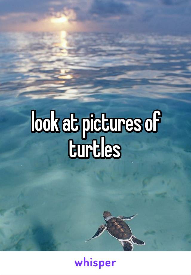 look at pictures of turtles 