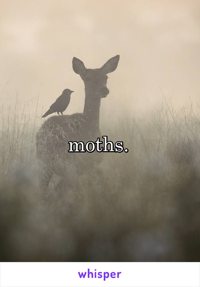 moths. 