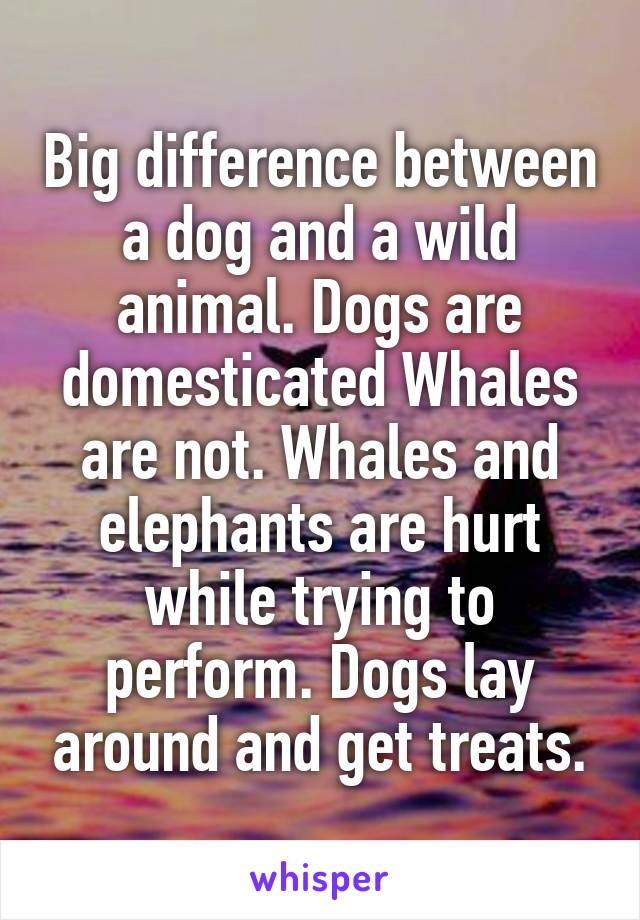 Big difference between a dog and a wild animal. Dogs are domesticated Whales are not. Whales and elephants are hurt while trying to perform. Dogs lay around and get treats.