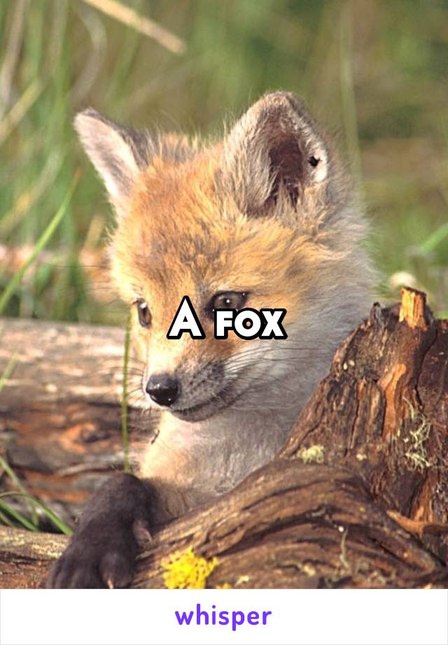 A fox