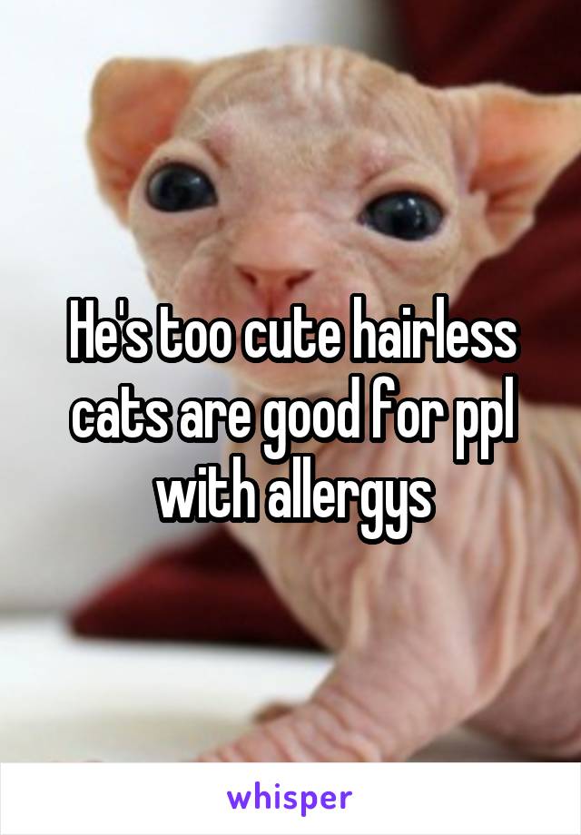 He's too cute hairless cats are good for ppl with allergys
