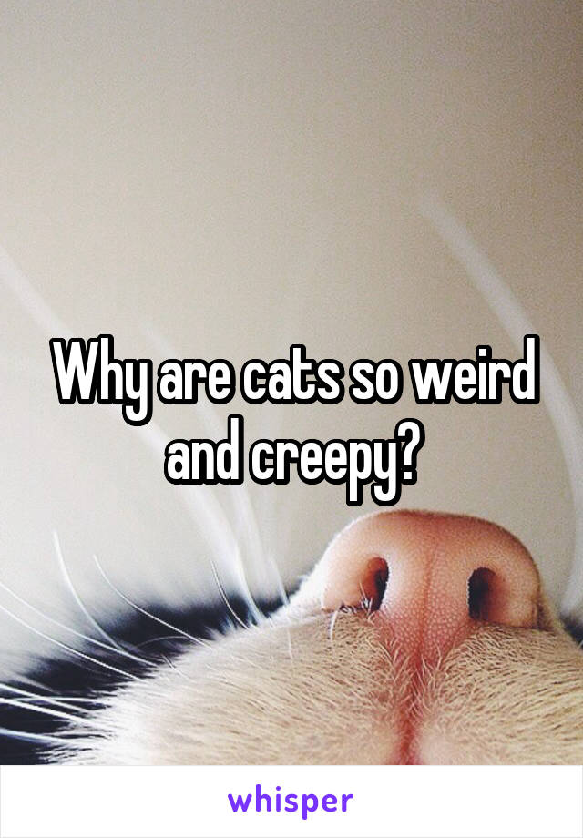 Why are cats so weird and creepy?