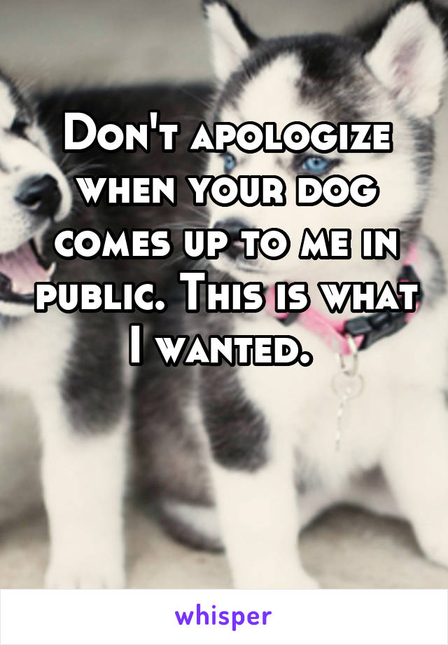 Don't apologize when your dog comes up to me in public. This is what I wanted. 



