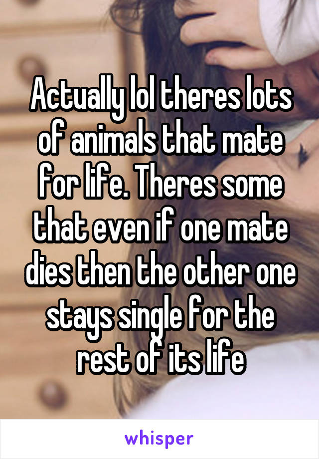 Actually lol theres lots of animals that mate for life. Theres some that even if one mate dies then the other one stays single for the rest of its life