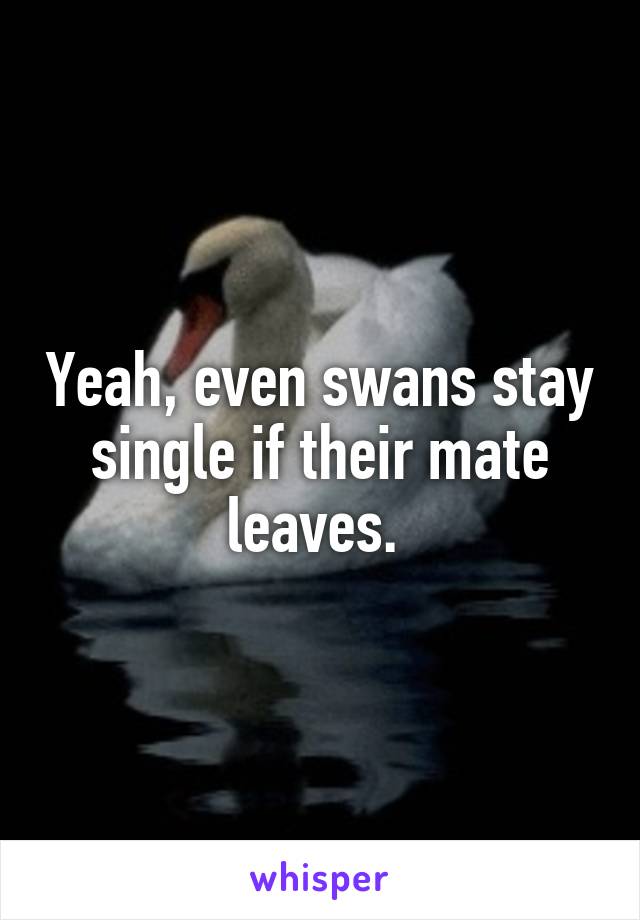 Yeah, even swans stay single if their mate leaves. 