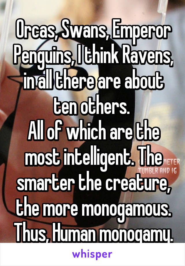 Orcas, Swans, Emperor Penguins, I think Ravens, in all there are about ten others. 
All of which are the most intelligent. The smarter the creature, the more monogamous. Thus, Human monogamy.