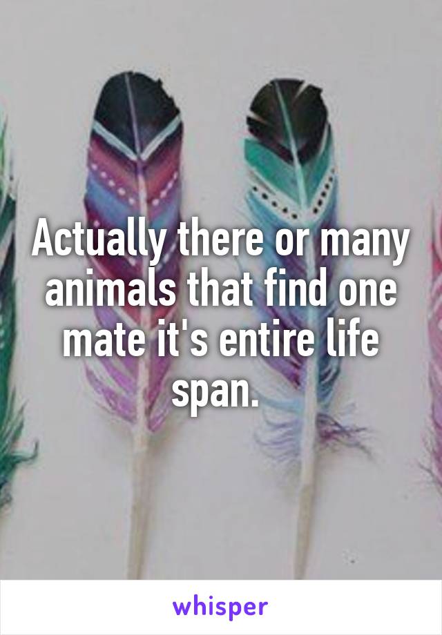 Actually there or many animals that find one mate it's entire life span. 