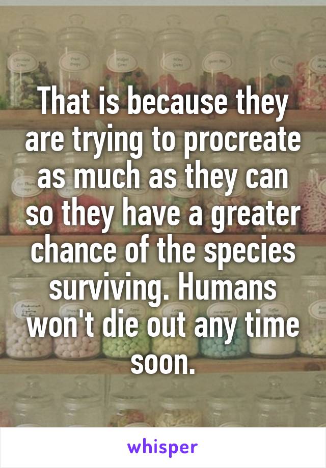 That is because they are trying to procreate as much as they can so they have a greater chance of the species surviving. Humans won't die out any time soon.