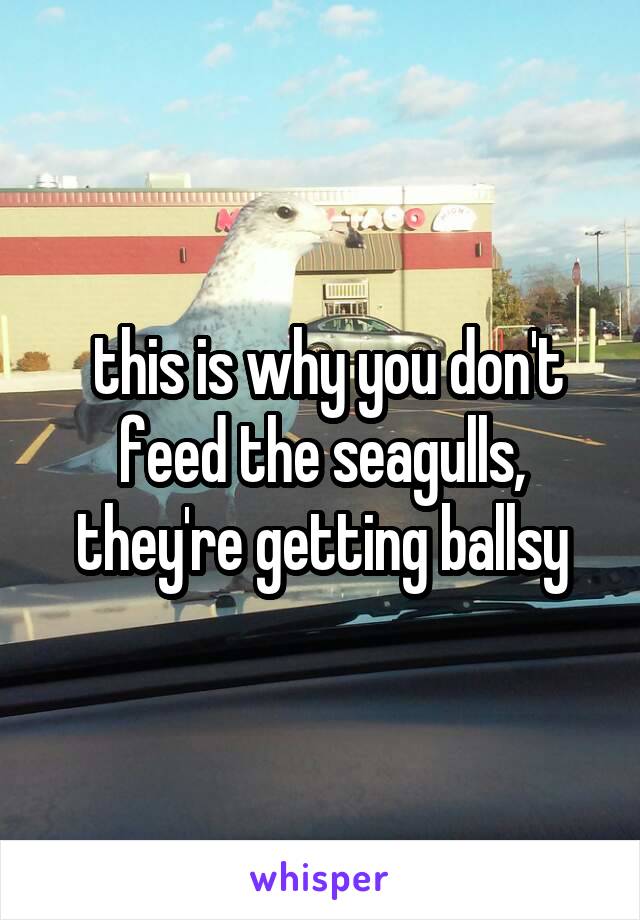  this is why you don't feed the seagulls, they're getting ballsy