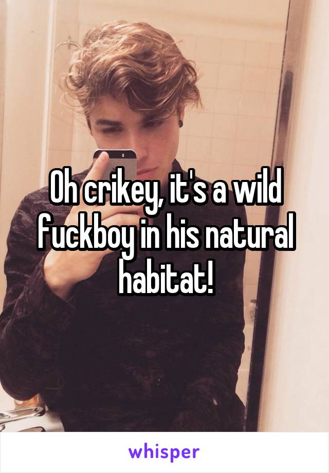 Oh crikey, it's a wild fuckboy in his natural habitat!