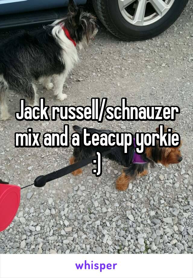 Jack russell/schnauzer mix and a teacup yorkie :)