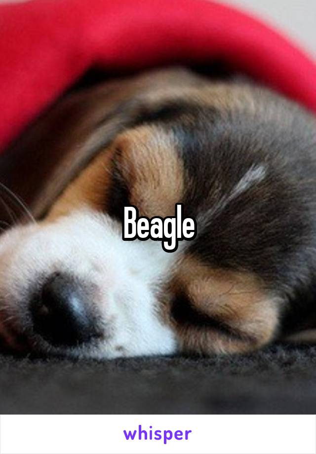 Beagle