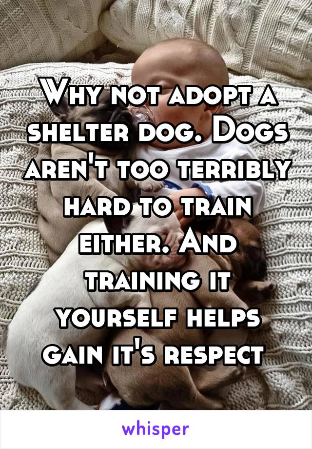 Why not adopt a shelter dog. Dogs aren't too terribly hard to train either. And training it yourself helps gain it's respect 