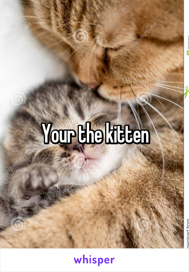 Your the kitten