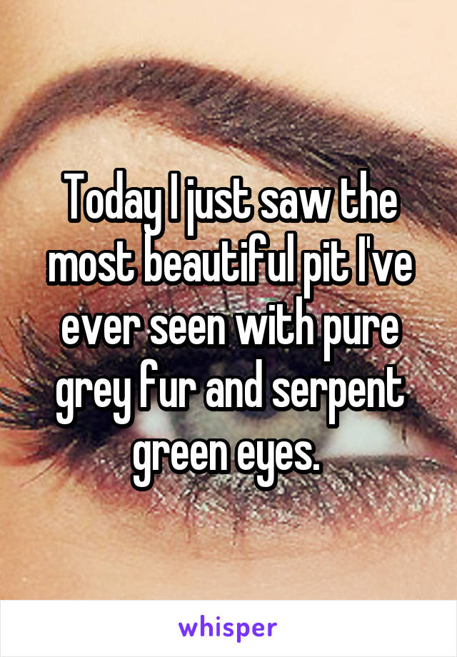 Today I just saw the most beautiful pit I've ever seen with pure grey fur and serpent green eyes. 