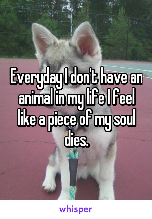 Everyday I don't have an animal in my life I feel like a piece of my soul dies.