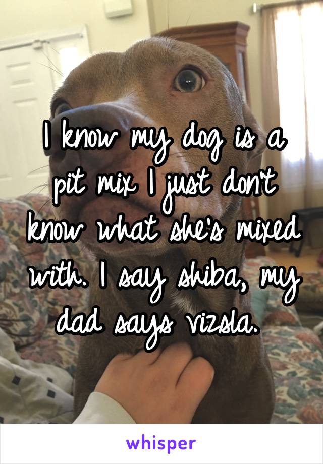 I know my dog is a pit mix I just don't know what she's mixed with. I say shiba, my dad says vizsla. 