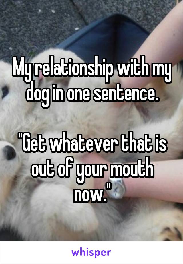 My relationship with my dog in one sentence.

"Get whatever that is out of your mouth now."