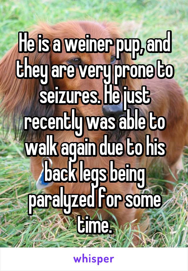 He is a weiner pup, and they are very prone to seizures. He just recently was able to walk again due to his back legs being paralyzed for some time.