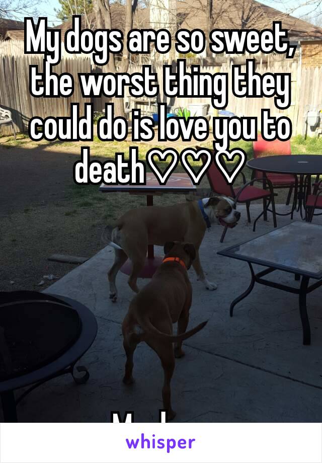 My dogs are so sweet, the worst thing they could do is love you to death♡♡♡





My dogs