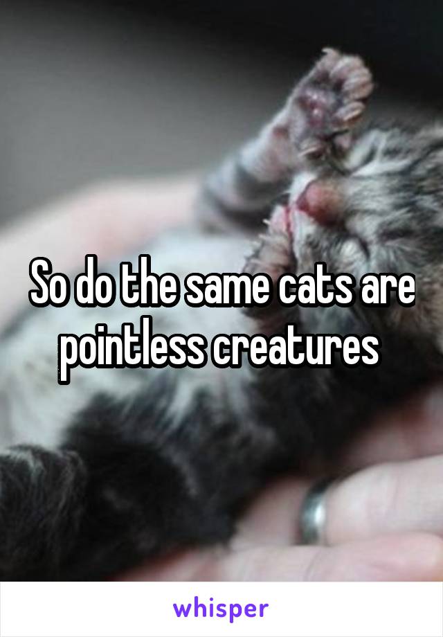 So do the same cats are pointless creatures 