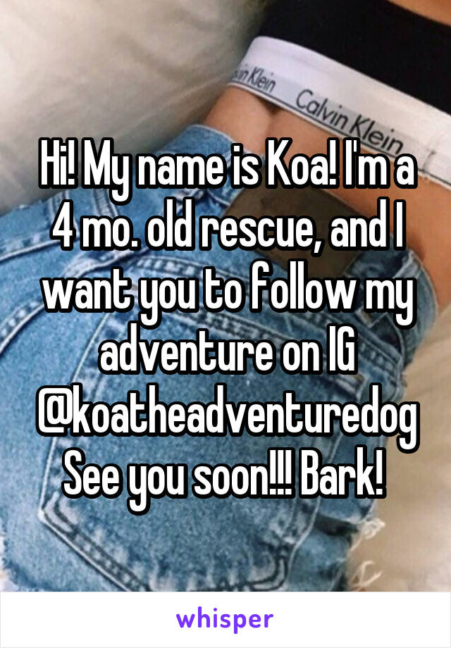 Hi! My name is Koa! I'm a 4 mo. old rescue, and I want you to follow my adventure on IG @koatheadventuredog See you soon!!! Bark! 
