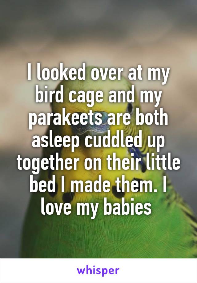I looked over at my bird cage and my parakeets are both asleep cuddled up together on their little bed I made them. I love my babies 