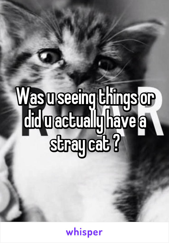 Was u seeing things or did u actually have a stray cat ?