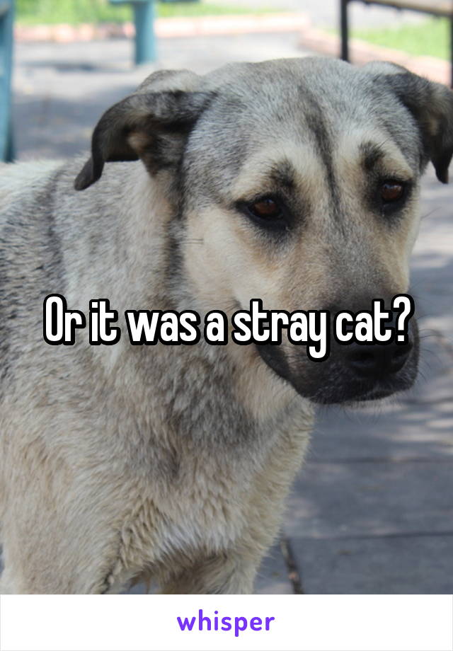 Or it was a stray cat?