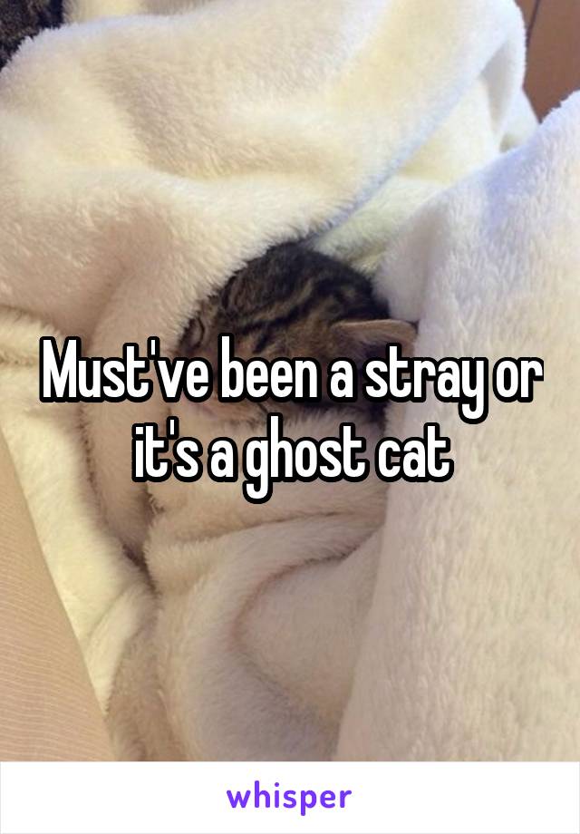 Must've been a stray or it's a ghost cat