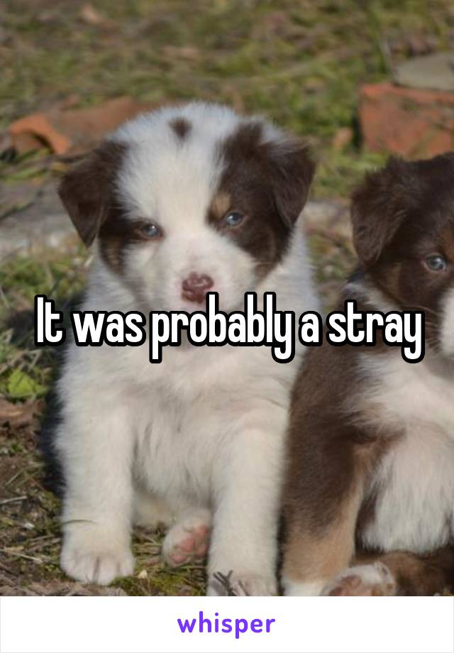 It was probably a stray