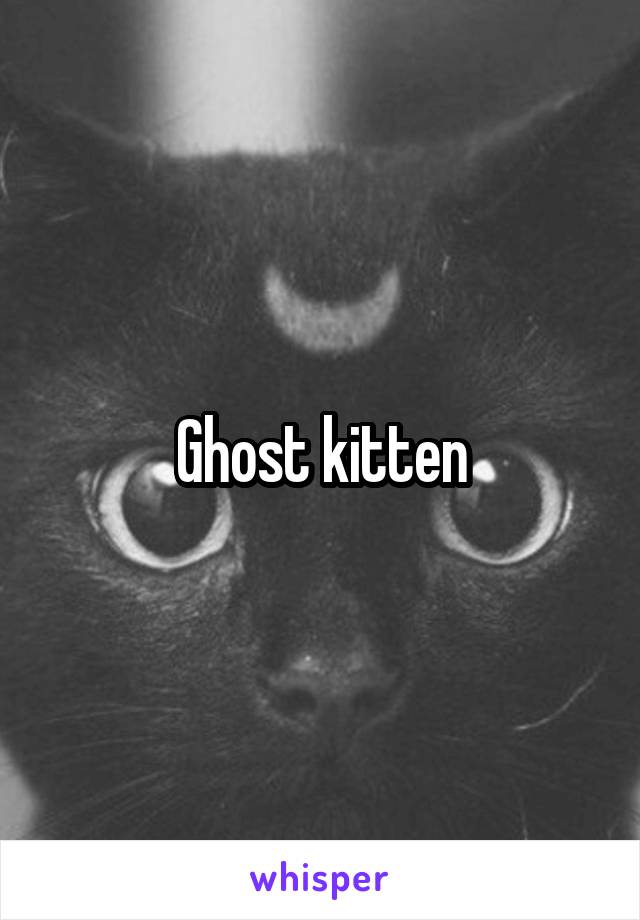 Ghost kitten