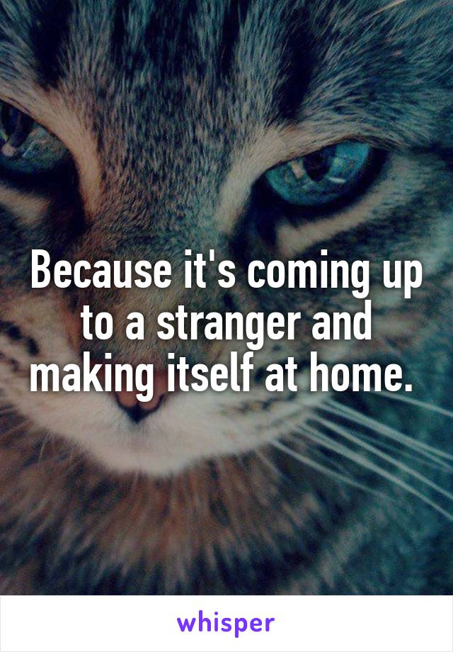 Because it's coming up to a stranger and making itself at home. 