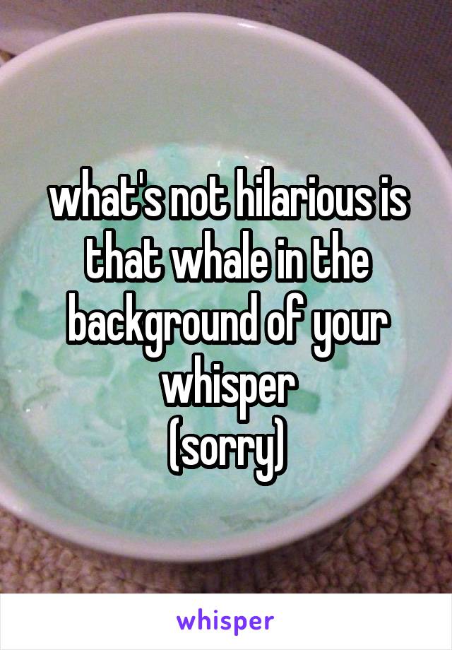 what's not hilarious is that whale in the background of your whisper
(sorry)