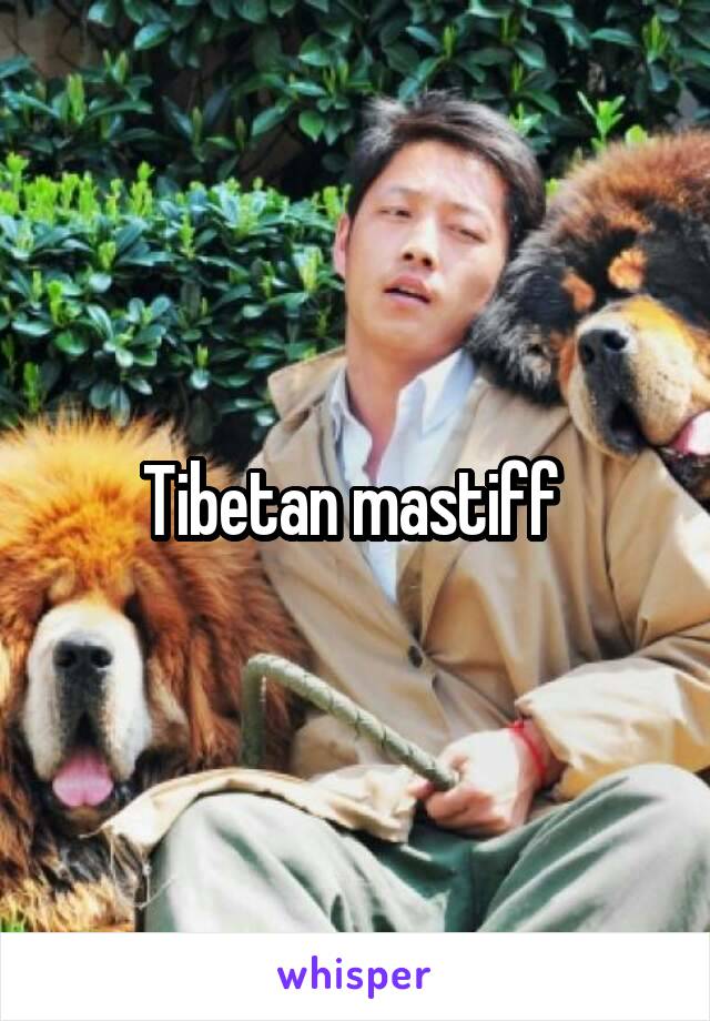 Tibetan mastiff 