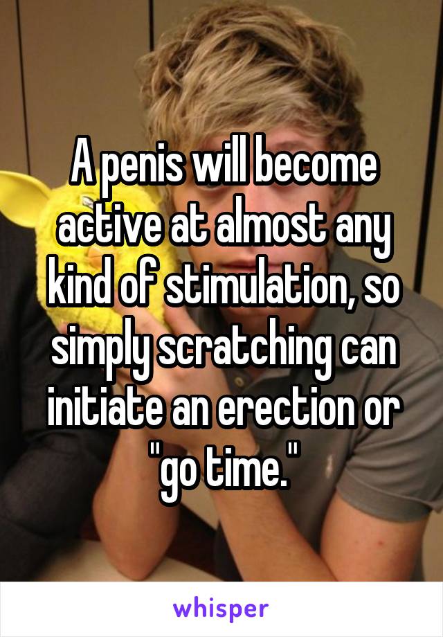 A penis will become active at almost any kind of stimulation, so simply scratching can initiate an erection or "go time."