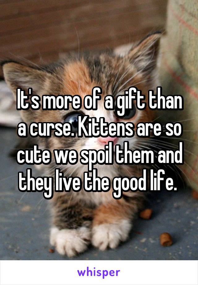 It's more of a gift than a curse. Kittens are so cute we spoil them and they live the good life. 