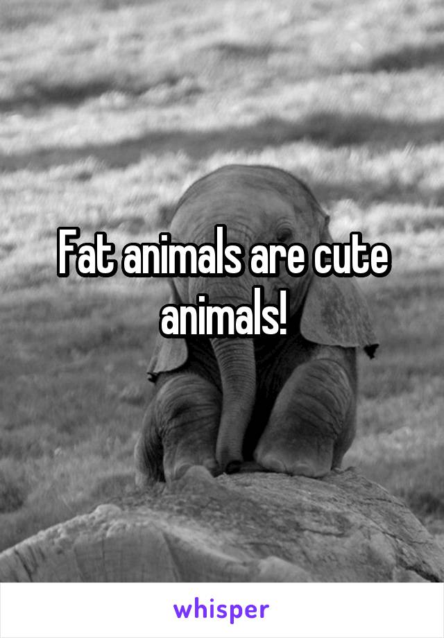 Fat animals are cute animals!
