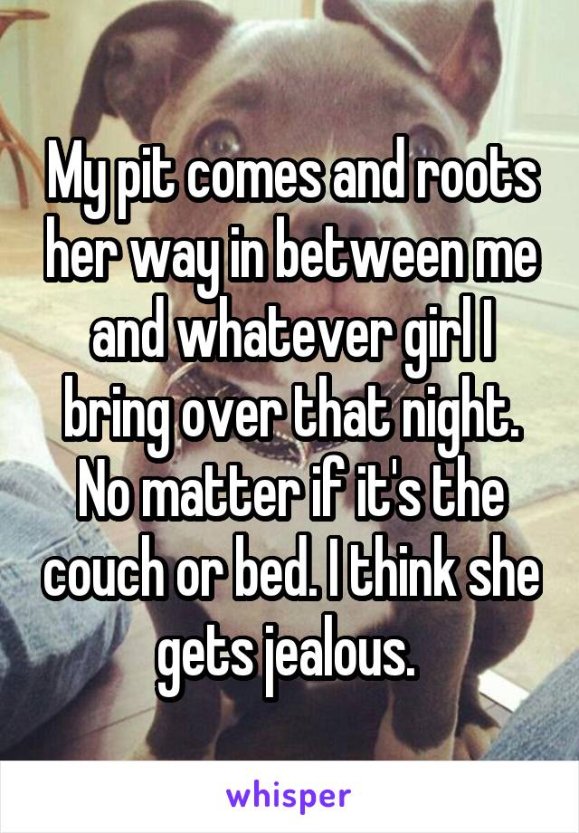 My pit comes and roots her way in between me and whatever girl I bring over that night. No matter if it's the couch or bed. I think she gets jealous. 