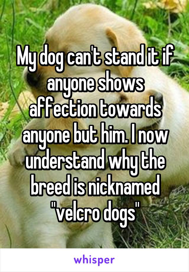My dog can't stand it if anyone shows affection towards anyone but him. I now understand why the breed is nicknamed "velcro dogs"