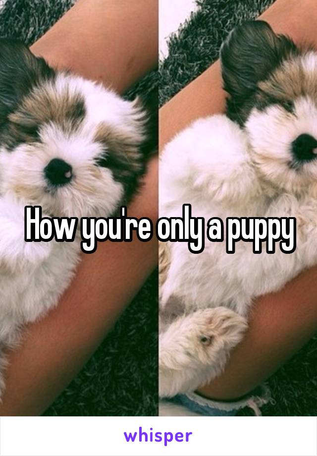 How you're only a puppy