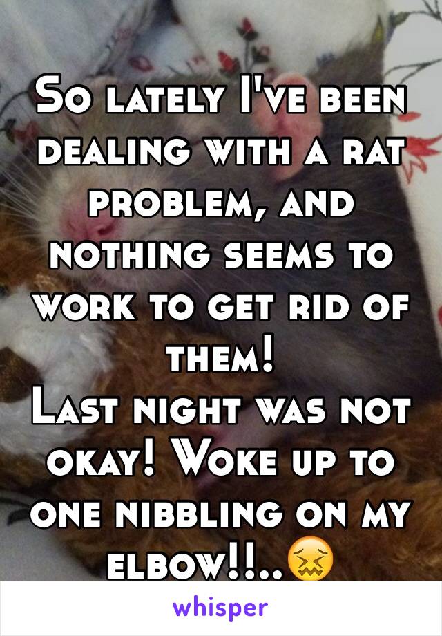 So lately I've been dealing with a rat problem, and nothing seems to work to get rid of them!
Last night was not okay! Woke up to one nibbling on my elbow!!..😖