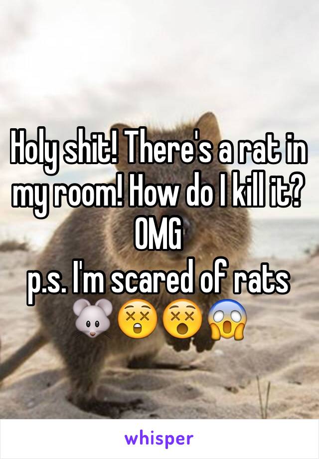 Holy shit! There's a rat in my room! How do I kill it? OMG 
p.s. I'm scared of rats 🐭😲😵😱