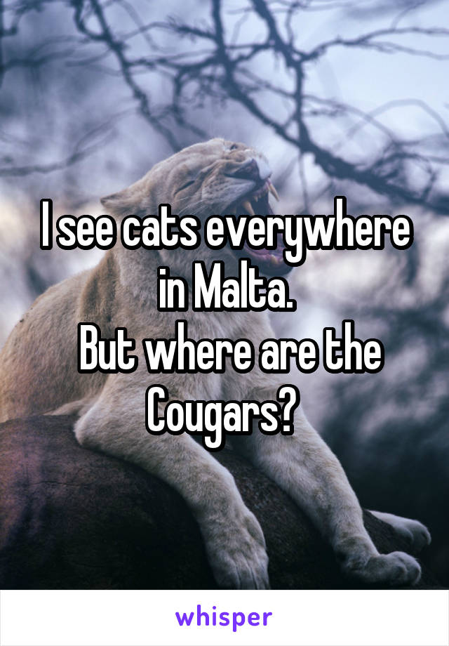 I see cats everywhere in Malta.
 But where are the Cougars? 